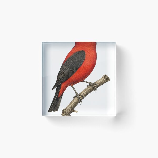Item preview, Scarlet Tanager Vintage Plate designed and sold by KrungiT Design .