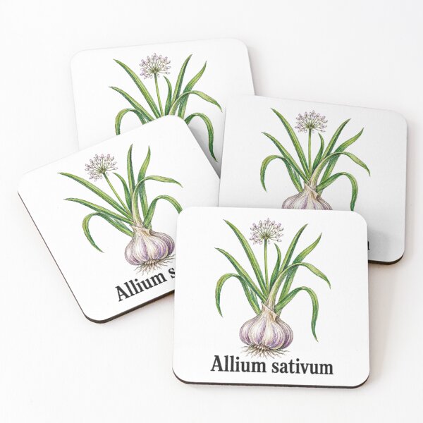 Item preview, Allium sativum – Anti-vampire botanical illustration - Witchy herbarium designed and sold by JOANNASKAH.