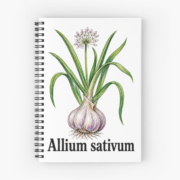 Item preview, Allium sativum – Anti-vampire botanical illustration - Witchy herbarium designed and sold by JOANNASKAH.