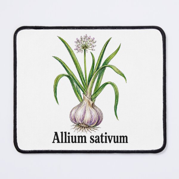 Item preview, Allium sativum – Anti-vampire botanical illustration - Witchy herbarium designed and sold by JOANNASKAH.
