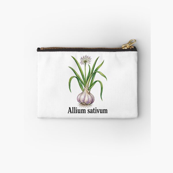 Item preview, Allium sativum – Anti-vampire botanical illustration - Witchy herbarium designed and sold by JOANNASKAH.