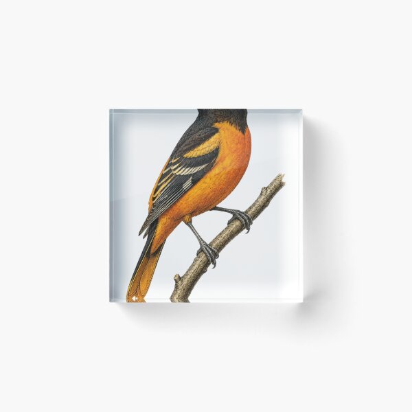 Item preview, Baltimore Oriole Vintage Illustration designed and sold by KrungiT Design .