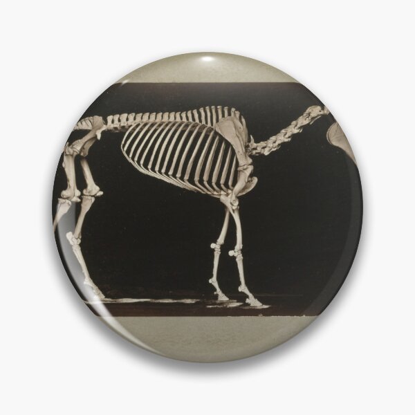 Item preview, Skeleton of Horse 1881 a photograph by Eadweard Muybridge  designed and sold by Amanda1775.
