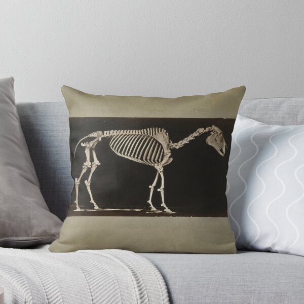 Item preview, Skeleton of Horse 1881 a photograph by Eadweard Muybridge  designed and sold by Amanda1775.