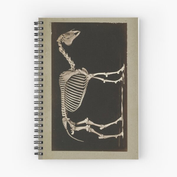 Item preview, Skeleton of Horse 1881 a photograph by Eadweard Muybridge  designed and sold by Amanda1775.