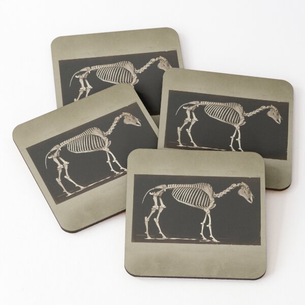 Item preview, Esqueleto de caballo, 1881, fotografía de Eadweard Muybridge. designed and sold by Amanda1775.