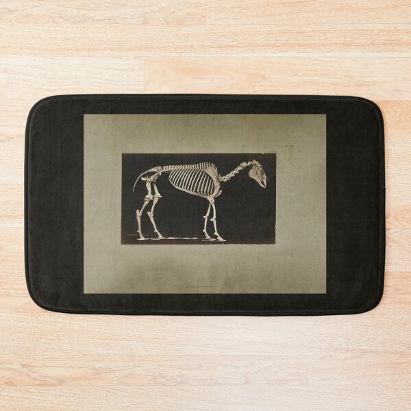 Item preview, Skeleton of Horse 1881 a photograph by Eadweard Muybridge  designed and sold by Amanda1775.