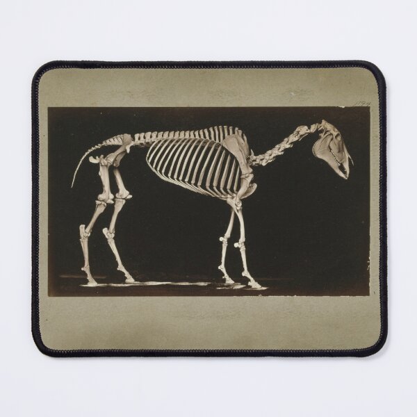 Item preview, Skeleton of Horse 1881 a photograph by Eadweard Muybridge designed and sold by Amanda1775.