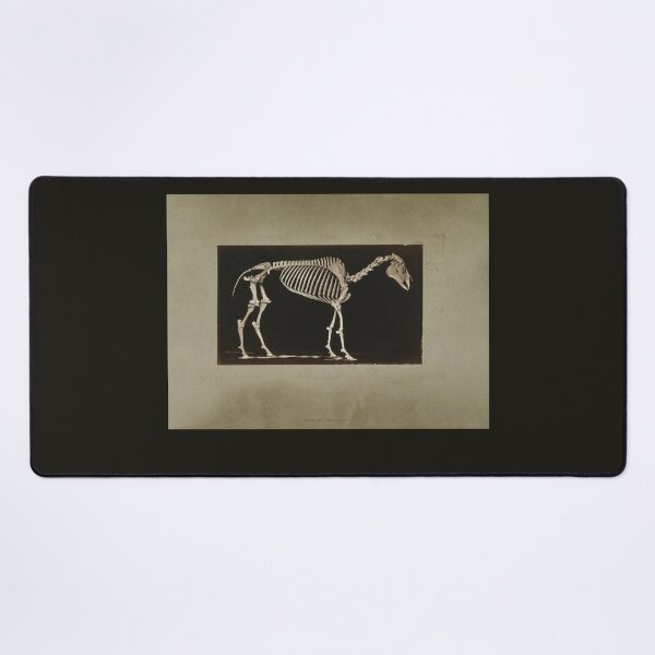 Item preview, Skeleton of Horse 1881 a photograph by Eadweard Muybridge designed and sold by Amanda1775.