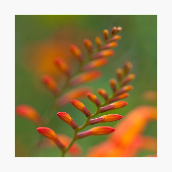 Ignited Photographic Print