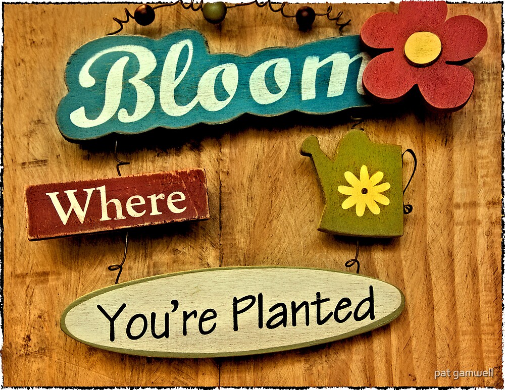 "Bloom Where You�re Planted" by pat gamwell Redbubble