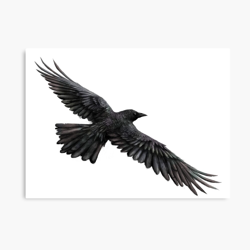 Hooded crow png images | PNGEgg