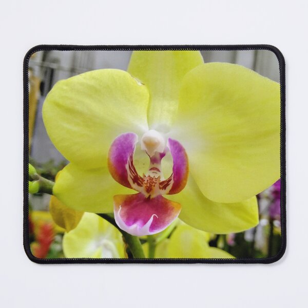 Item preview, Quiet Bloom - Bright Yellow Orchid - Purple Accents - Vibrant Macro  designed and sold by QuietBloomDHS.