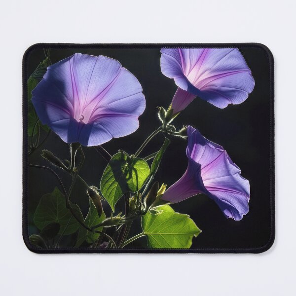 Item preview, Illuminated Morning Glory Flowers on Black designed and sold by Maria Dryfhout.