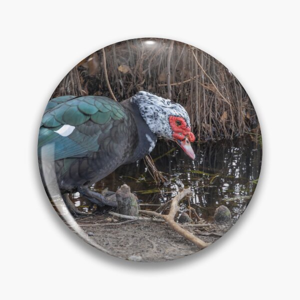 Item preview, Muscovy Duck by the Water designed and sold by jrtwynam.