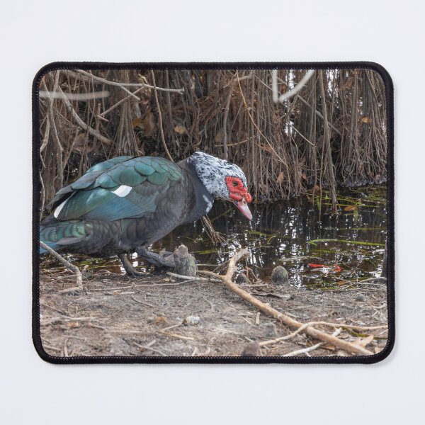 Item preview, Muscovy Duck by the Water designed and sold by jrtwynam.