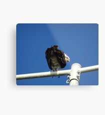 Osprey - Cottesloe - predator with attitude Metal Print