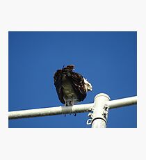 Osprey - Cottesloe - predator with attitude Photographic Print