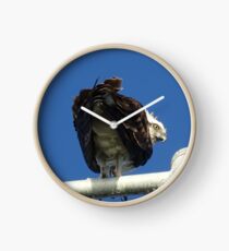 Osprey - Cottesloe - predator with attitude Clock