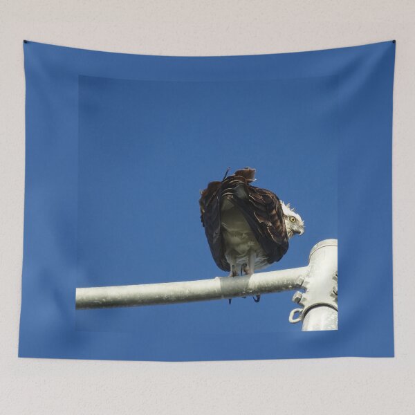 Item preview, Osprey - Cottesloe - predator with attitude designed and sold by Lunaqwa.