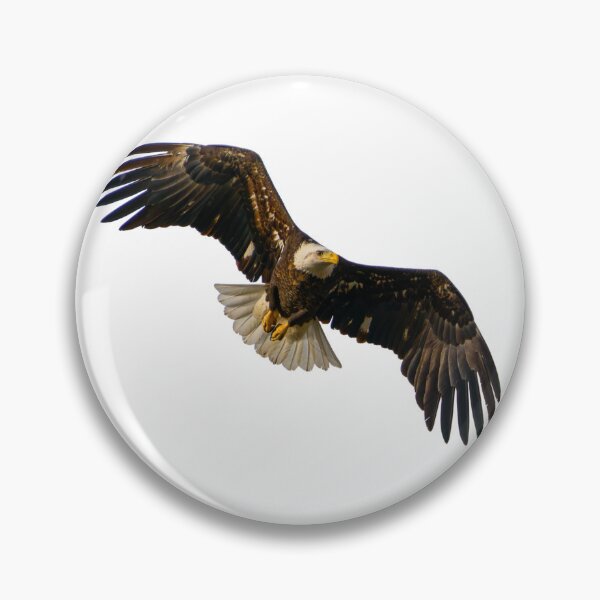 Item preview, Bald Eagle on the Hunt designed and sold by South 500 Photography.