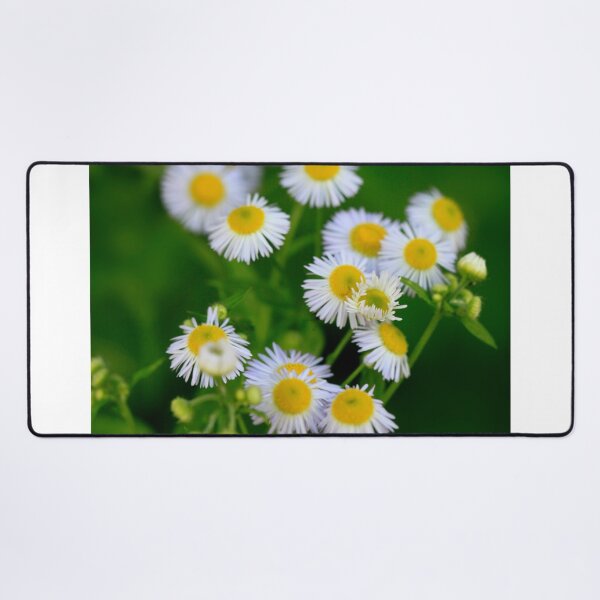 Item preview, Bouquet of small white chamomiles designed and sold by olena2552.