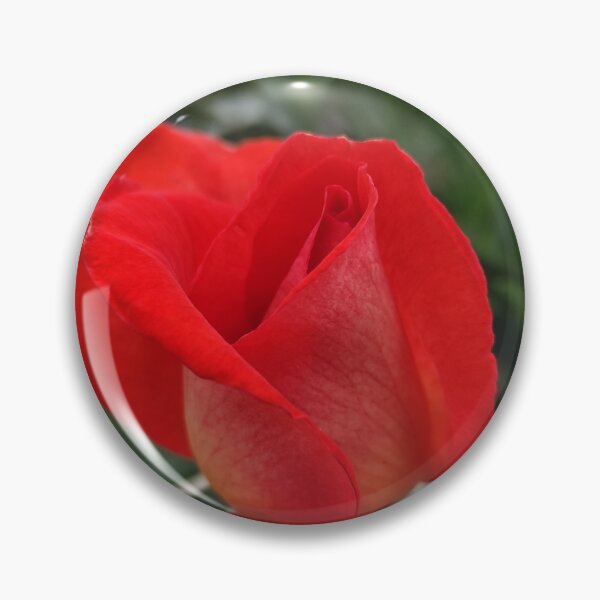 Item preview, Vivid Red Orange Pink Rose Rosa Blooming Outside designed and sold by vtspatial.