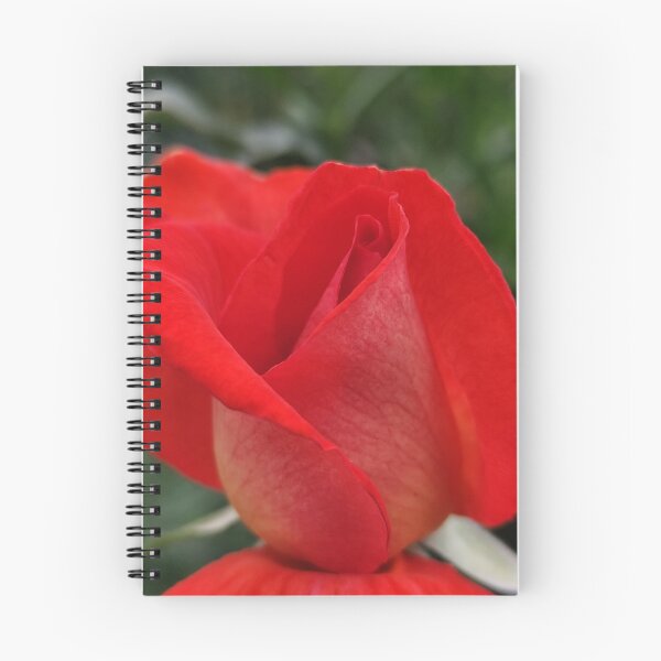 Item preview, Vivid Red Orange Pink Rose Rosa Blooming Outside designed and sold by vtspatial.