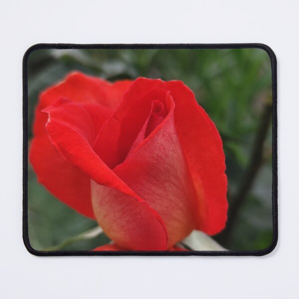 Item preview, Vivid Red Orange Pink Rose Rosa Blooming Outside designed and sold by vtspatial.