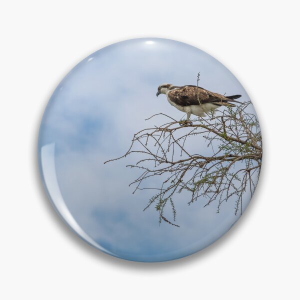 Item preview, Osprey at Lake Apopka designed and sold by jrtwynam.