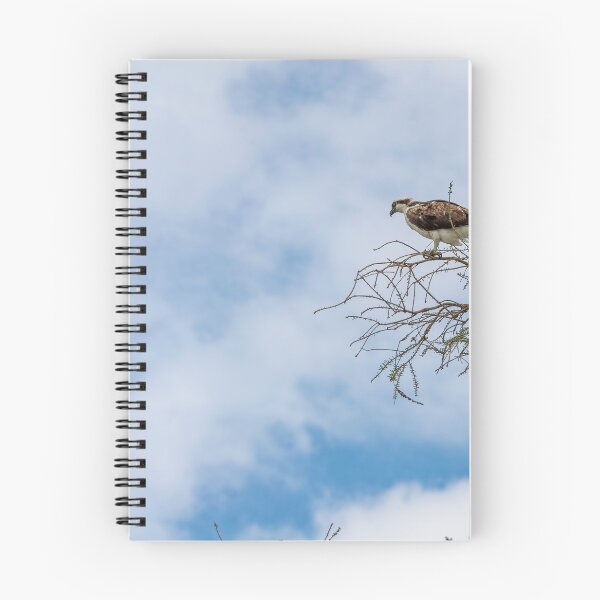 Item preview, Osprey at Lake Apopka designed and sold by jrtwynam.