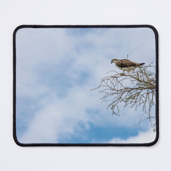 Item preview, Osprey at Lake Apopka designed and sold by jrtwynam.