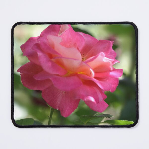 Item preview, Pink rose in summer garden designed and sold by olena2552.