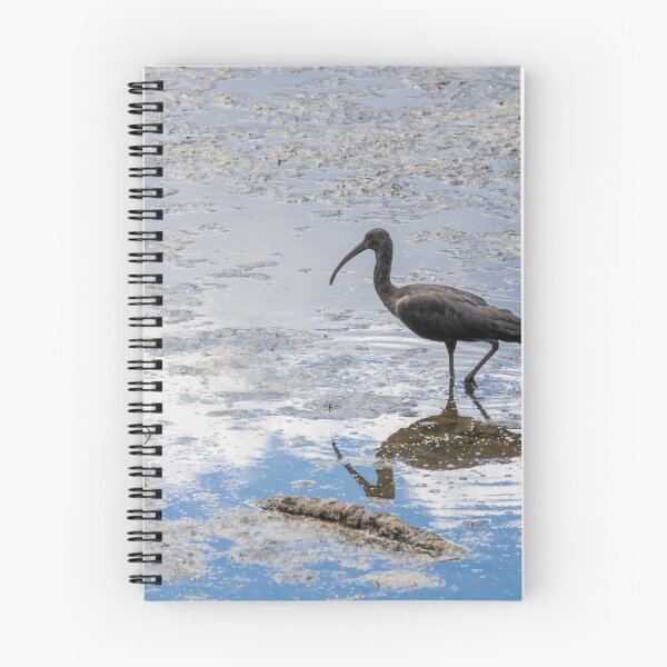 Item preview, Ibis in Celebration Florida Waters 2 designed and sold by jrtwynam.