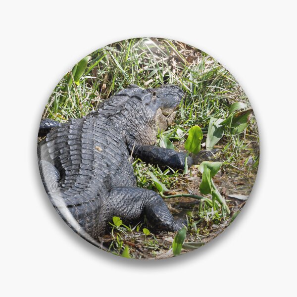 Item preview, Alligator Basking by Water in Mount Dora, Florida designed and sold by jrtwynam.