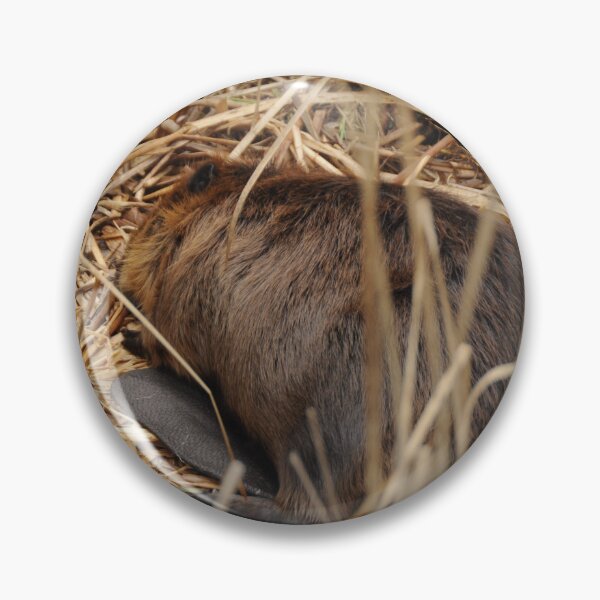 Item preview, Sleeping beaver designed and sold by Sometimes-store.