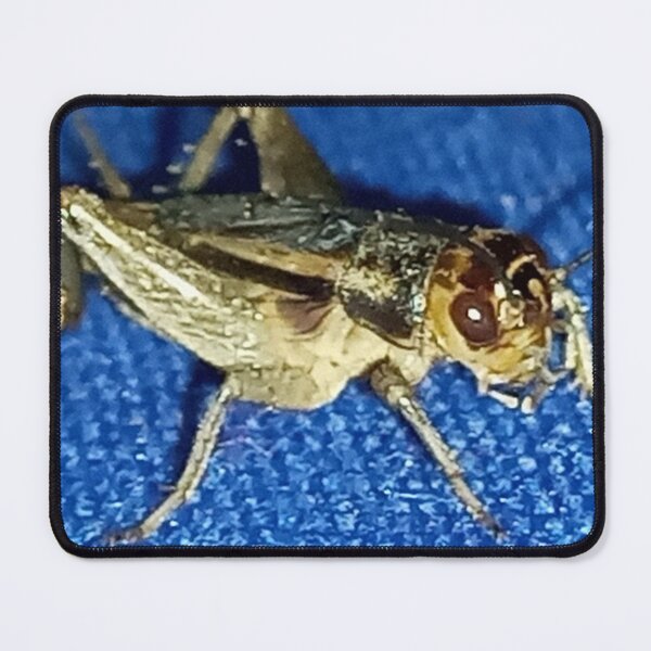 Item preview, A macro cricket insect photography designed and sold by AWADHESH  CHAURASIA.