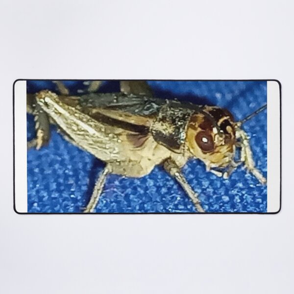 Item preview, A macro cricket insect photography designed and sold by AWADHESH  CHAURASIA.