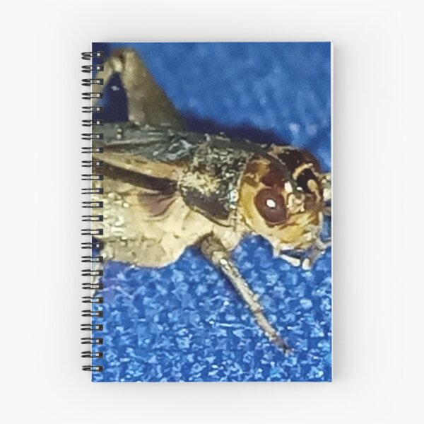 Item preview, A macro cricket insect photography designed and sold by AWADHESH  CHAURASIA.
