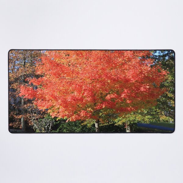 Item preview, Showstopper ~ A Maple in Fall Glory designed and sold by SummerJade.