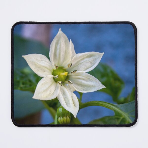 Item preview, Bell pepper flower and buds designed and sold by danielasynner.