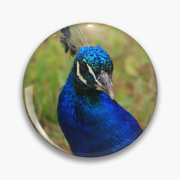 Item preview, Beautiful peacock bird designed and sold by danielasynner.