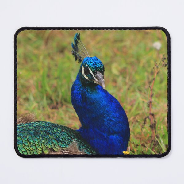 Item preview, Beautiful peacock bird designed and sold by danielasynner.