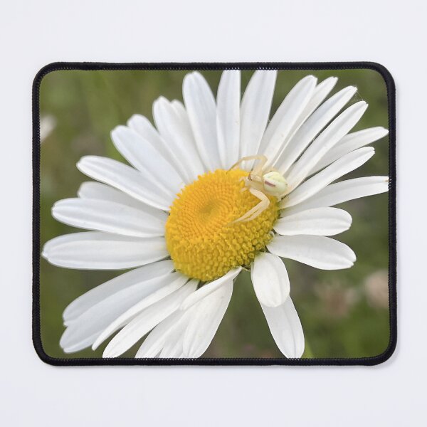 Item preview, Crab Spider Resting On A Vibrant Wild Daisy | Crab Spider Wild Daisy Wall Art Home Decor designed and sold by RootedArts.