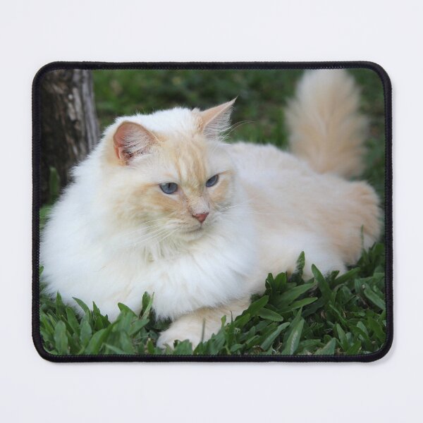 Item preview, Fluffy Flame Red Point Ragdoll Cat Outdoor designed and sold by 27Tammy27.