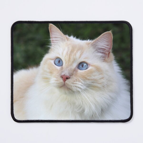 Item preview, Beautiful Blue Eyed Flame Red Point Ragdoll designed and sold by 27Tammy27.