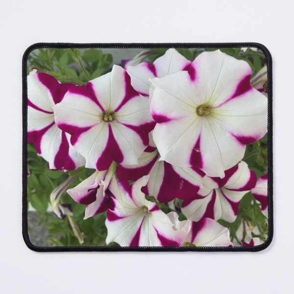 Item preview, Petunias designed and sold by Amanda1775.