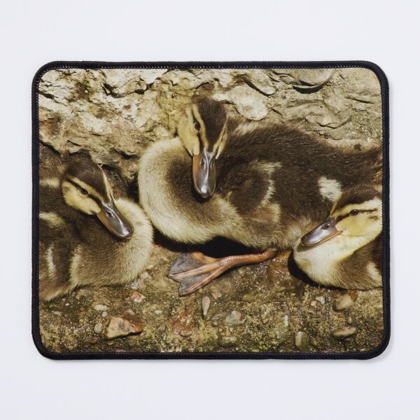 Item preview, Three ducklings  designed and sold by Kerrie-Ann Ellison.