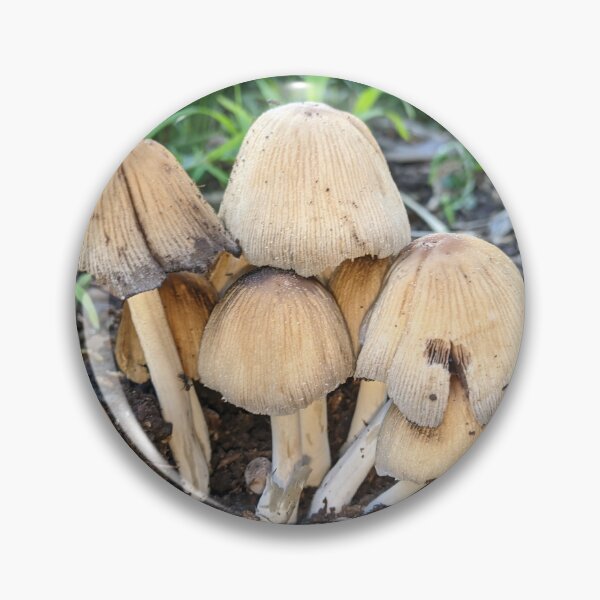 Item preview, Mica Cap Coprinellus Micaceus Mushroom  designed and sold by HPrespective.