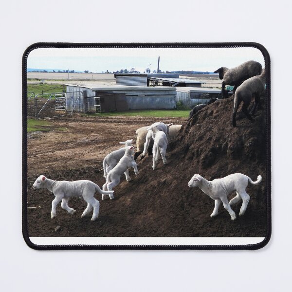 Item preview, Play time for the lambs, Hendon, Queensland designed and sold by Lynette2025.